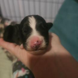Whiskey - Black tri male Miniature American Shepherd puppy in New Providence, Pennsylvania from Tons of Kisses