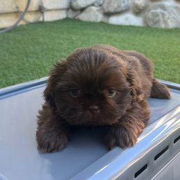 Boy (Green Collar) - Liver male Shih Tzu puppy in Whittier, California from Socal Mother Of Shih Tzus