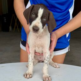 Willow - Liver and white female German Shorthaired Pointer puppy in Sareki, Georgia from Andre Family Farms & Kennels