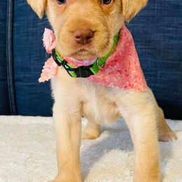 Labrador Retriever Puppies from Bush Hill Labradors