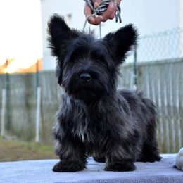 Australian Shepherd and Skye Terrier Puppies from Sky Creek