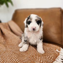 Pear - Blue merle and white male Sheepadoodle puppy in Tooele, Utah from Salt & Snow Pups
