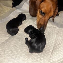 Dachshund Puppies from Wiener world