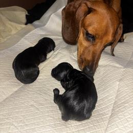 Dachshund Puppies from Wiener world