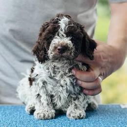 Girl 1 - Brown roan female Lagotto Romagnolo puppy in Sugar Valley, Georgia from Pinnacle Farm and Kennel