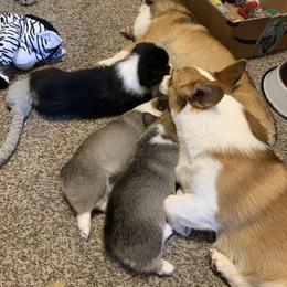 Pembroke Welsh Corgi Puppies from Kenyon Pembroke Welsh Corgis