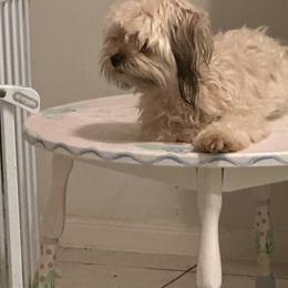 Shorkie All Grown Up from Roover's Oklahoma Shorkies
