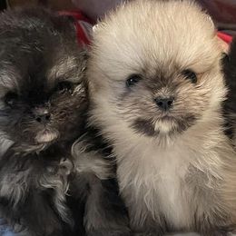 Pomeranians from Bougie Breeds