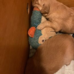 Blue  Collar Boy of Five Males - Light golden Golden Retriever puppy in Sacramento Area, California from Gold Country Golden Retrievers