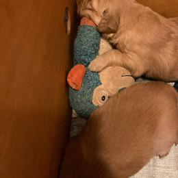 Blue  Collar Boy of Five Males - Light golden Golden Retriever puppy in Sacramento Area, California from Gold Country Golden Retrievers