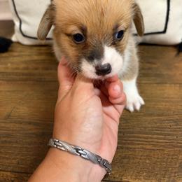 Purple collar - Red female Pembroke Welsh Corgi puppy in Elberton, Georgia from Lonesome Boone Corgis