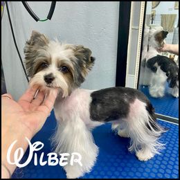 Wilbur Wayne - Yorkshire Terrier