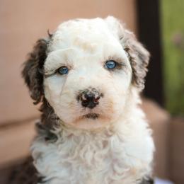 Gusto - male Australian Mountain Doodle puppy in Crete, Nebraska from Doodles & Co