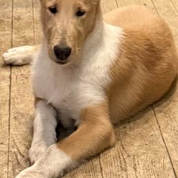 Boy 4 - Sable merle and white male Collie puppy in Roaring Brook Twp, Pennsylvania from Denby Berger Picards and Collies