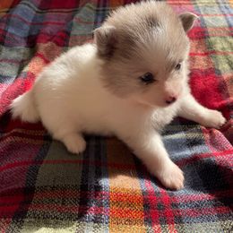 Monte Blanc - Pomeranian puppy from Shakhor Ohr Collies and Pomeranians