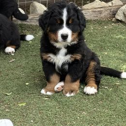 Bernese Mountain Dog Puppies from Country Feels Ranch