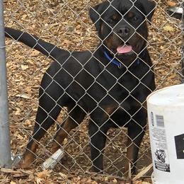 DASH - Rottweiler