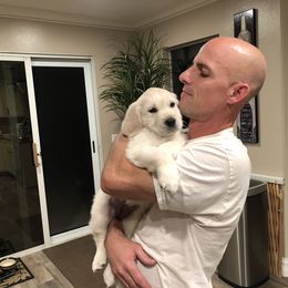 Golden Retriever Puppies from Lakeside Golden Retrievers