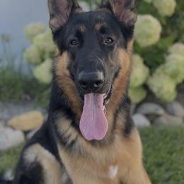 German Shepherd and Yorkshire Terrier All Grown Up from Linda Filipkowski