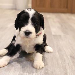 Parti female - Parti female Goldendoodle puppy in Vallejo, California from Well Rooted Doodles