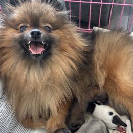 Pomeranian puppies from Tinkerpoms