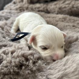 Leonardo - White male Maltipoo puppy in Raleigh, North Carolina from Loveable Litters