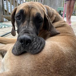 Freya - Great Dane