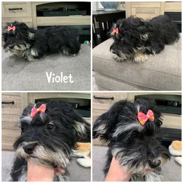 Violet - Havanese