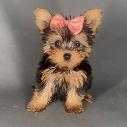 Pomeranian and Yorkshire Terrier Puppies from BC Breeders Association