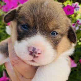 American Corgi and Pembroke Welsh Corgi Puppies from Folly Acres Corgis