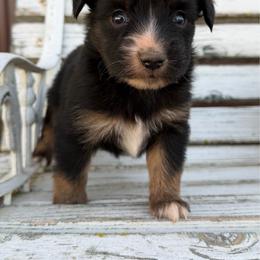 Brew - Black tri male Miniature Australian Shepherd puppy in Licking, Missouri from Burnett Aussies