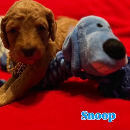 Snoop - Red  male Goldendoodle puppy in Cordova, Tennessee from TrueLine kennels