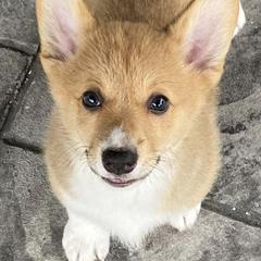 Pembroke Welsh Corgis from ROC
