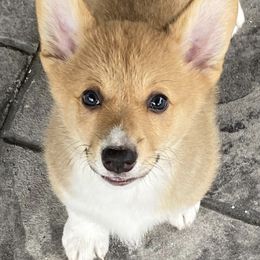 Pembroke Welsh Corgis from ROC