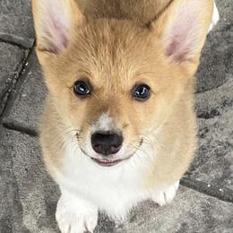 Pembroke Welsh Corgis from ROC