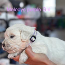 Girl 2 - Light golden female Golden Retriever puppy in Orland, California from Brownfield’s English Cream Golden Retrievers