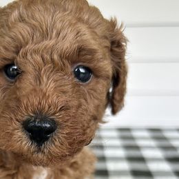 Cavapoos, Havanese, Havapoos, and Poodles from West Cobb Dogs
