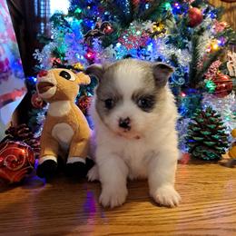 MISTY-Girl 3 - Blue merle female Pomeranian puppy in Lore City, Ohio from Tonia's Pomeranians
