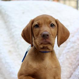 Independence (Indy) - Golden rust male Vizsla puppy in Bloomington, Indiana from Envizion