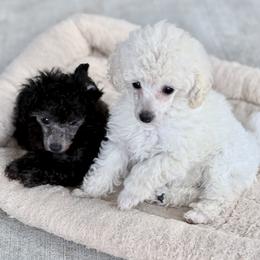 Poodle puppies from Araceli Toy Poodles