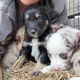 White collar girl - Black tri-color female Australian Shepherd puppy in Flat Rock, Alabama from Fluffy Butt Acres