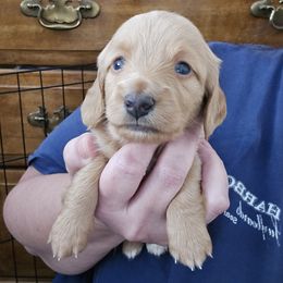 Boy 1 - Cream male Dachshund puppy in Willcox, Arizona from Tootsie's Tiny Toes