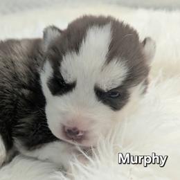 Siberian Husky Puppies from Glacier Run Huskies