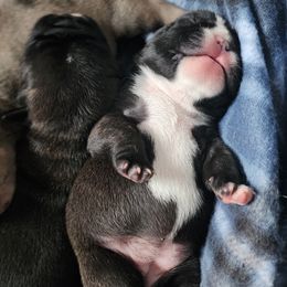French Bulldog Puppies from Moo's Homestead