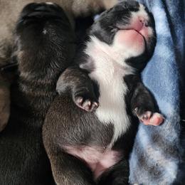 French Bulldog Puppies from Moo's Homestead