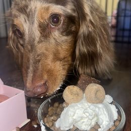 Duke - Dachshund
