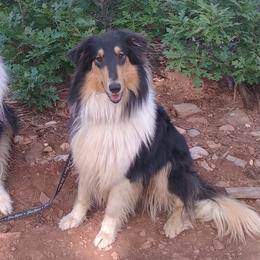 RILEY - Collie