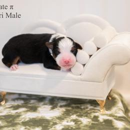Chocolate Pie - Black tri male Miniature American Shepherd puppy in Groesbeck, Texas from Epic Miniature American Shepherds