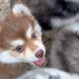 Porsche - Chocolate female Pomsky puppy in Spring Hill, Florida from PDQ Pomskies