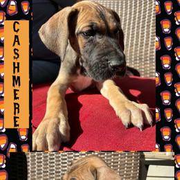 Cashmere - Fawn male Great Dane puppy in Wellsville, New York from Prophecy Danes